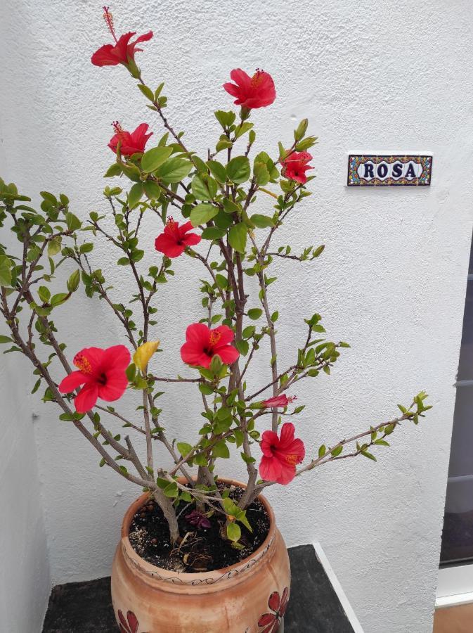 Rosa Eden Apartment La Asomada  Exterior foto